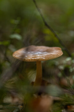 A brown mushroom with a wide, grooved cap standing on a stem in a green, mossy forest environment. Grisette. Amanita excelsa.