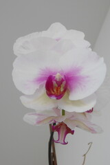 Orquídea  © Irma