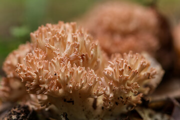 A detailed close-up of a coral fungus with intricate branching structures on the forest floor. Coral fungus. Ramaria sp. © FFilo