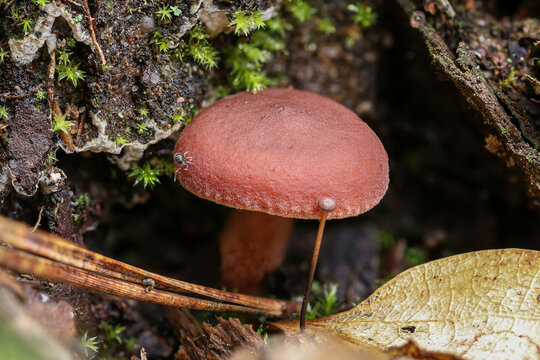 A small reddish-brown mushroom cap growing near green moss and a dry leaf on the forest floor. Deceiver mushroom. Laccaria laccata.