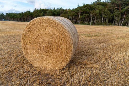 Close view of a tightly rolled straw bale standing on a freshly harvested cereal field with golden stubble and forest behind. Commercial agricultural image for grain farming, harvest season, livestock