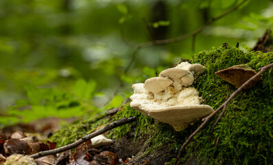 A pale bracket fungus growing on a moss-covered log in a sunlit forest. Bracket fungus. Trametes sp. © FFilo