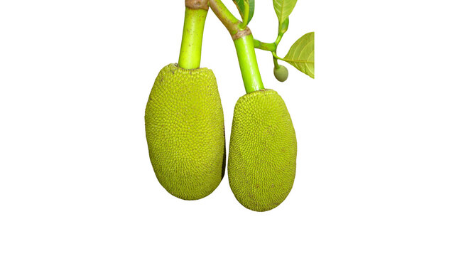 Fresh green jackfruit growing on a tree branch with tropical fruit raw jackfruit exotic fruit whole fruit raw food jackfruit tropical agriculture textured nutrition gardening superfood