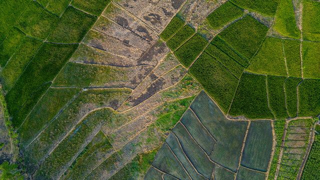 Aerial top view of lush green rice fields and corn fields patterns, agricultural landscape texture from above.