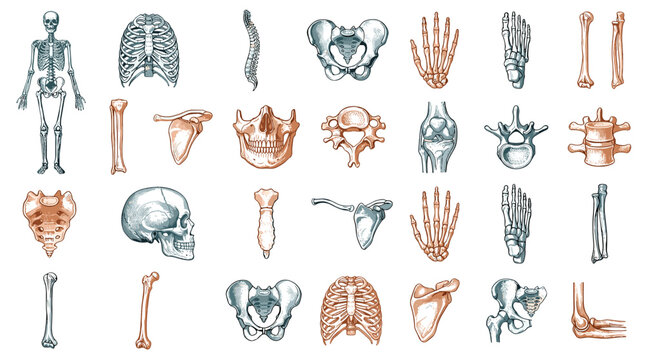 Collection of detailed human skeletal system bones and joints illustration