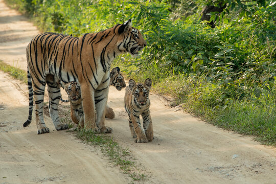 Tiger and cubs at umred karhandla wildlife sanctuary India