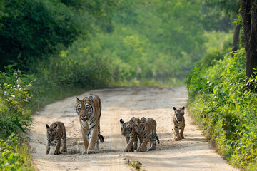 Tiger and cubs at umred karhandla wildlife sanctuary India © shivaram