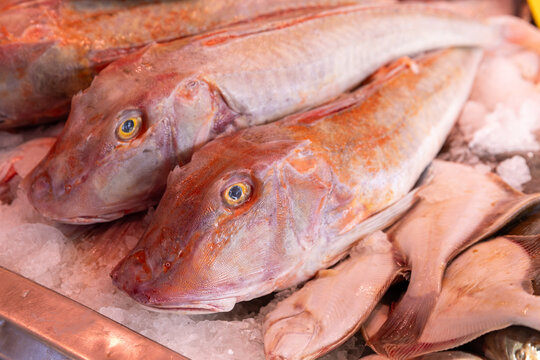 Frische Rote Knurrh&auml;hne auf Eis in der Fischmarktauslage