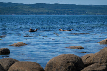 Phoques se prélassant au soleil sur les rives de l'île d'Arran, Ecosse © Pascal