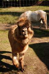 Fototapeta premium A close-up view of brown alpaca looking directly forward, with the pony visible in the background.