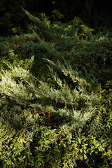A textured patch of low-growing blue-green juniper and surrounding green ground cover.    © Anastasiya