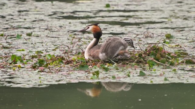 Great Crested Grebe Chick Standing Walking and Leaning on Mother 4K