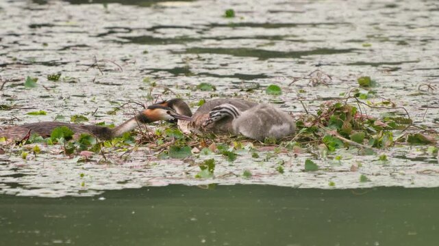 Great Crested Grebe Feeding Fish to Chick on Floating Nest 4K