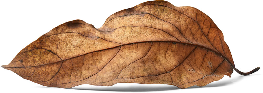 dry brown autumn leaf isolated white background, withered foliage with visible veins and stem in close-up view
