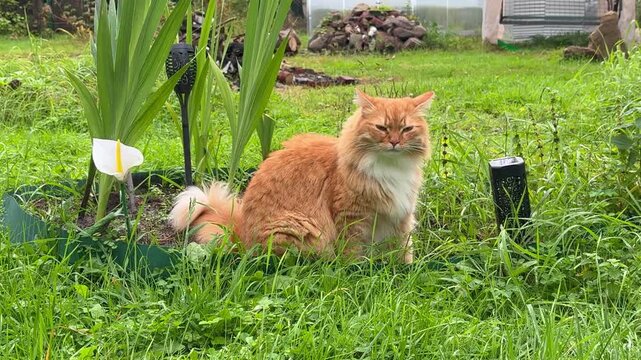 Red Cat in the Garden