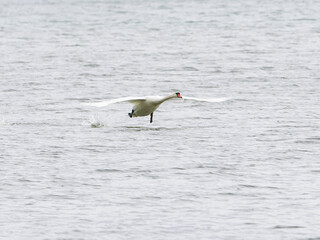 swan flying off from a lake © Juergen