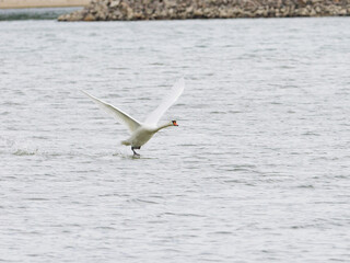 swan flying off wings spread © Juergen