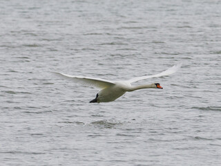 swan flying above lake © Juergen