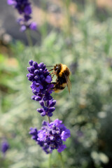 bumblebee on a flower © Max