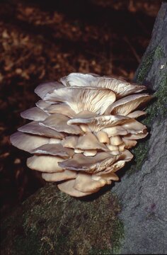 Pleurotus ostreatus -Oyster mushroom cluster on decaying wood &ndash; wild forest growth