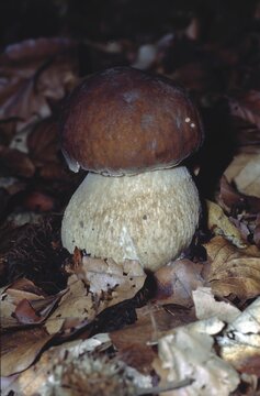 Porcini (Boletus edulis) on forest floor &ndash; premium wild mushroom