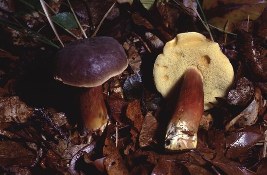 Xerocomus badius &ndash; Bay bolete on forest floor, showing the hymenophore with tubules (pore surface) on the underside