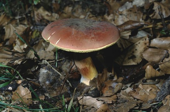 Xerocomus rubellus &ndash; Red bolete on forest floor