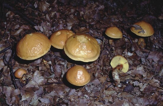 Suillus grevillei &ndash; Larch bolete on forest floor