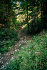 Fototapeta premium A rocky slope, the site of a mountain stream.