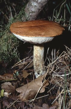 Leccinum aurantiacum &ndash; Red‑capped scaber stalk on forest floor