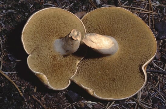 Suillus bovinus &ndash; Bovine bolete on forest floor, showing the hymenophore with tubules (pore surface) on the underside