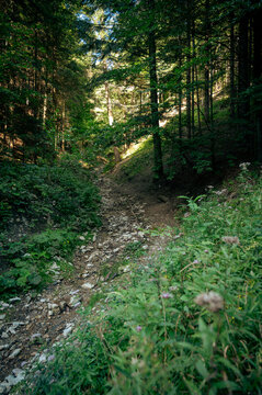 A rocky slope, the site of a mountain stream.