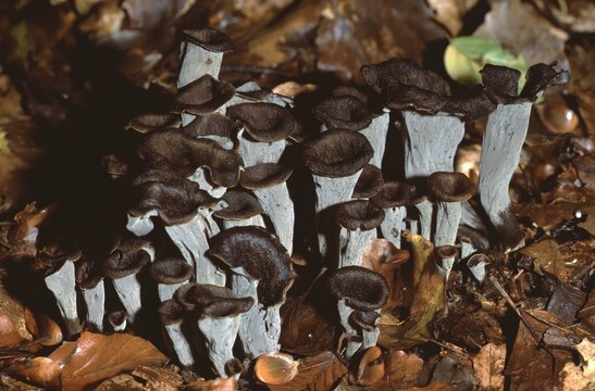 Cantharellus cornucopioides &ndash; Black trumpet mushroom on forest floor