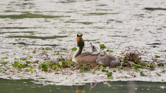 Great Crested Grebe Chick Stretching Wings beside Mother on Nest 4K