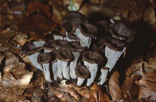 Cantharellus cornucopioides &ndash; Black trumpet mushroom on forest floor
