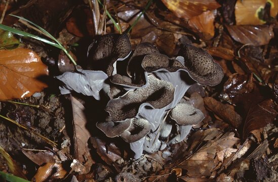 Cantharellus cornucopioides &ndash; Black trumpet mushroom on forest floor