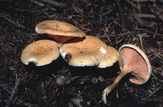 Hygrophoropsis aurantiaca &ndash; False chanterelle group with exposed lamellae on forest floor