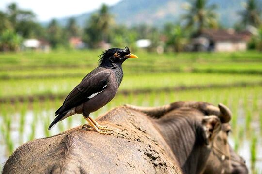 Javan myna bird perched on the back of a water buffalo in a green rice field
