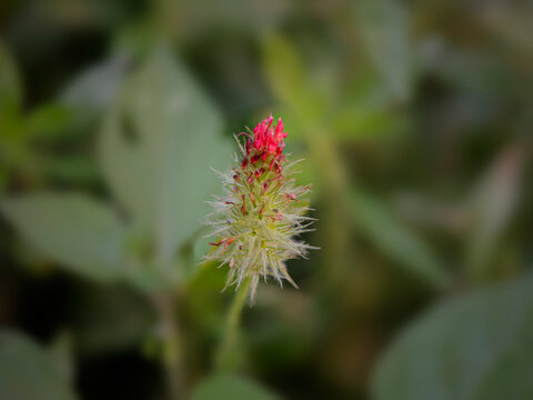 Wild red flowers