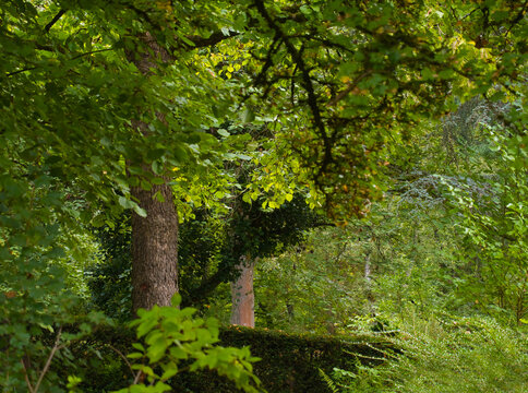 Sanftes frisches Gr&uuml;n der B&auml;ume und Hecken auf dem Waldfriedhof im Park am morgen