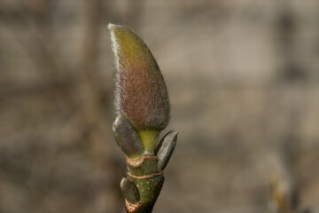 Close up of a magnolia flower bud © Sofia Alves