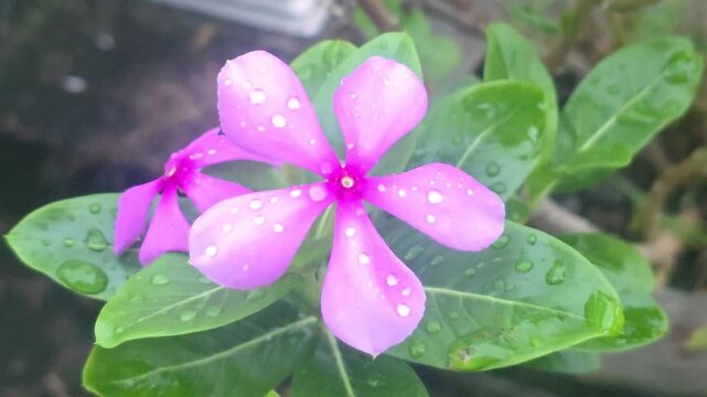 Pink Blossom Covered With Fresh Raindrops