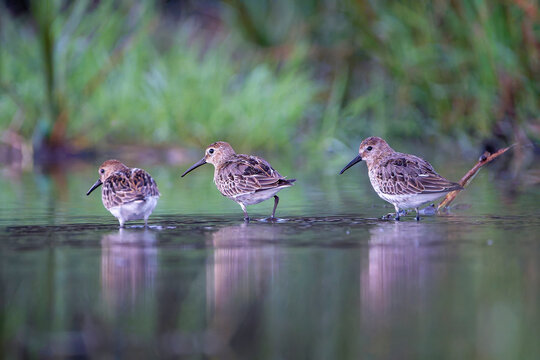 Dunlin, calidris alpina feeding on the beach sand.