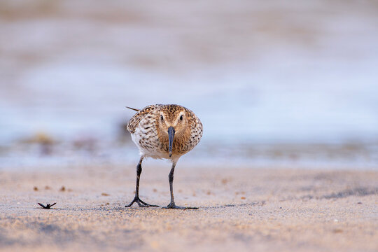 Dunlin, calidris alpina feeding on the beach sand.
