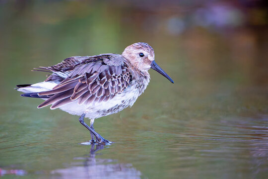 Dunlin, calidris alpina feeding on the beach sand.