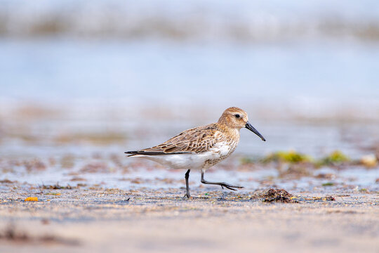 Dunlin, calidris alpina feeding on the beach sand.