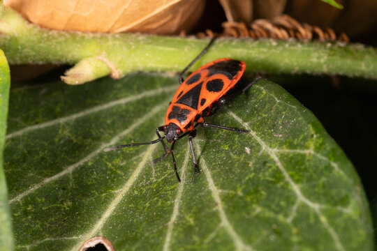 Bio Diversity - Pyrrhocoris apterus - Firebug on ivy leaf