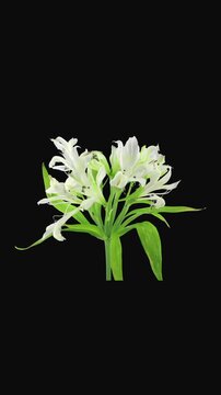 Time lapse of white Peruvian lily (Alstroemeria) flowers gradually wilting, shrinking and turning yellow. Multiple flowers and reproductive parts visible on one stem, isolated on black background.