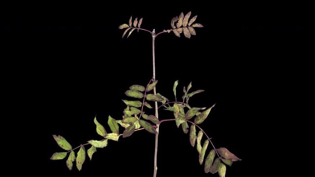 Time lapse of a rowan branch with compound leaves gradually drying, curling and changing color from green to brown. Isolated on a black background, horizontal 4K footage.