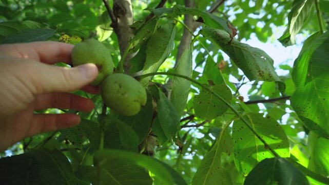 Hand Checking Unripe Green Walnuts Growing on Tree
